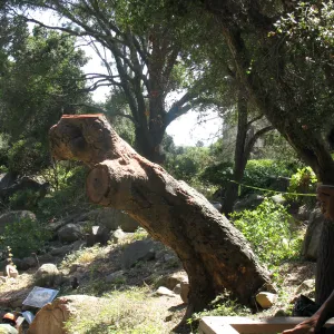 Oak Tree Removal