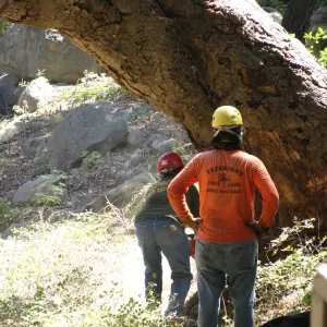 Oak Tree Removal