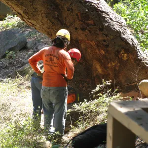 Oak Tree Removal