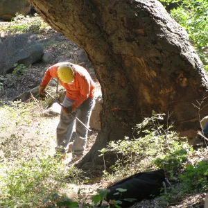Oak Tree Removal
