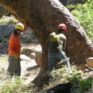 Oak Tree Removal