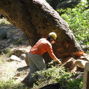 Oak Tree Removal