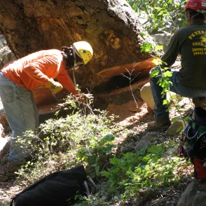 Oak Tree Removal