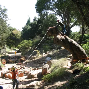 Oak Tree Removal