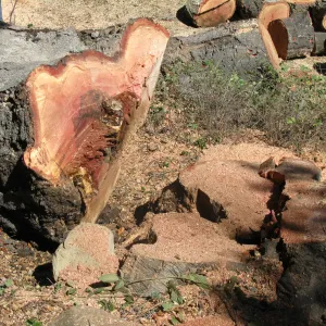 Oak Tree Removal