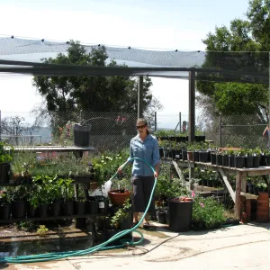 Heather Wehnau, Plant Propagator, Hort Unit covered growing area