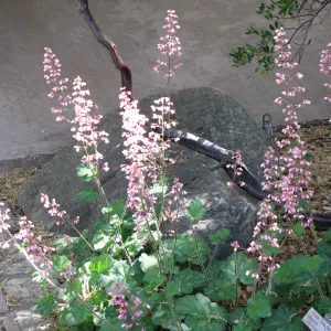 Heuchera at Main Entrance