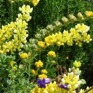 Lupinus densiflorus on Porter Trail