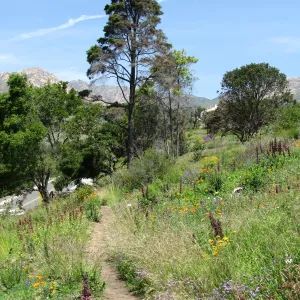 Porter Trail