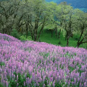 Plants of California Slide Show scans by Mad Systems (Disc 6) (lupine)