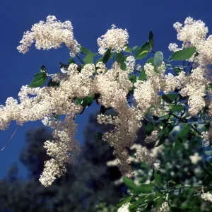 SBBG_BD_04004.jpg