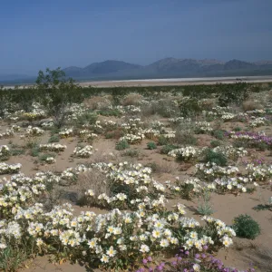 Plants of California Slide Show scans by Mad Systems (Disc 10)