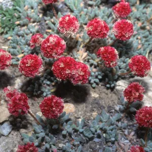 Plants of California Slide Show scans by Mad Systems (Disc 13) (wild buckwheat)