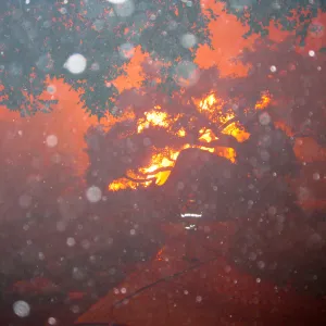 Jesusita Fire in the Garden, taken by a firefighter during the firestorm at SBBG