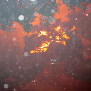 Jesusita Fire in the Garden, taken by a firefighter during the firestorm at SBBG