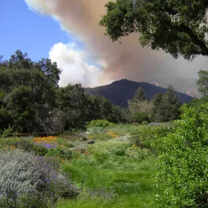 SBBG Meadow view with the Jesusita Fire burning behind Cathedral Peak, 3:14:47 PM