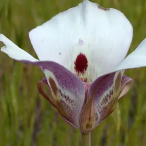 Calochortus argillosus, clay mariposa, Garden CPC plant