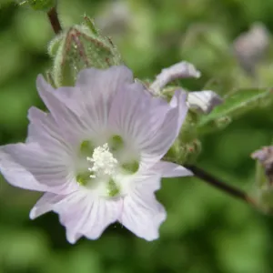 Sidalcea hickmanii ssp. anomala, Cuesta checker mallow, Garden CPC plant