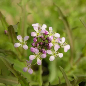 Thysanocarpus conchuliferus, Santa Cruz Island lacepod, Garden CPC plant
