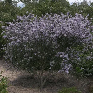 Lompoc ceanothus, Garden CPC plant