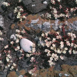Santa Cruz Island liveforever, Garden CPC plant
