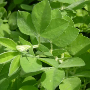 Santa Ynez false lupine, Garden CPC plant