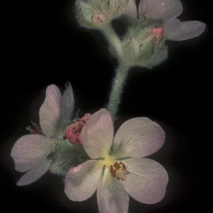 Malacothamnus clementinus, San Clemente Island bush mallow, Garden CPC plant