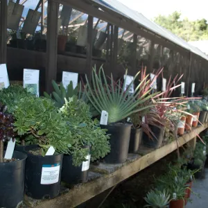 SBBG Fall Plant Sale 2010