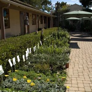 row of plants with care cards, in Courtyard, SBBG Fall Plant Sale 2010