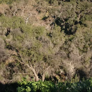 burned tree canopy, Tunnel Road along Pritchett Trail (Coastal Live Oak)