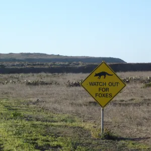 San Clemente Island, SBBG Research 2007