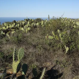 San Clemente Island, SBBG Research 2007