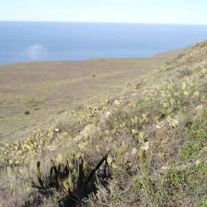 San Clemente Island, SBBG Research 2007