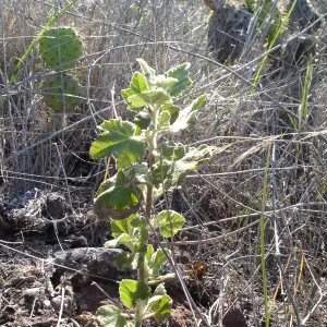 Malacothamnus clementinus, San Clemente Island, SBBG Research 2007