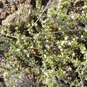 San Clemente Island, SBBG Research 2007