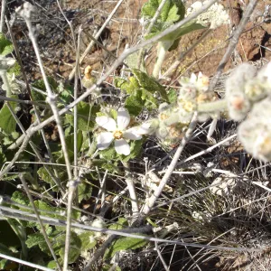 Malacothamnus clementinus, San Clemente Island, SBBG Research 2007