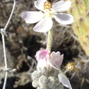 Malacothamnus clementinus, San Clemente Island, SBBG Research 2007