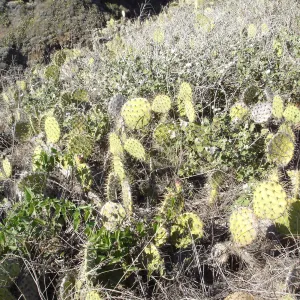 Malacothamnus clementinus population, San Clemente Island, SBBG Research 2007
