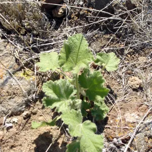 Malacothamnus clementinus, San Clemente Island, SBBG Research 2007
