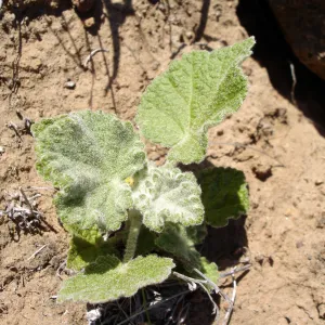 Malacothamnus clementinus, San Clemente Island, SBBG Research 2007