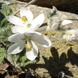 Malacothamnus clementinus, San Clemente Island, SBBG Research 2007