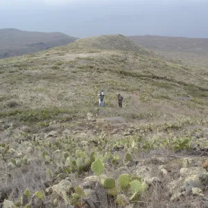 Malacothamnus clementinus population, San Clemente Island, SBBG Research 2007, Bob Muller and Steve Junak