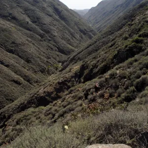 San Clemente Island, SBBG Research 2007