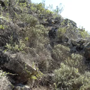 Malacothamnus clementinus population, San Clemente Island, SBBG Research 2007, Steve Junak