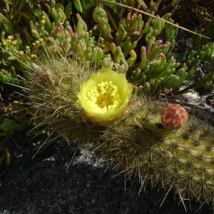 Bergerocactus emoryi, San Clemente Island, SBBG Research 2005