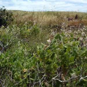Malacothamnus clementinus, San Clemente Island, SBBG Research 2005