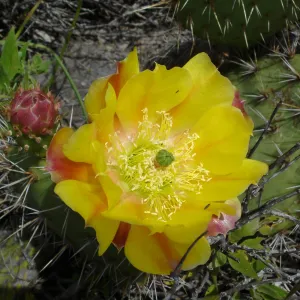 cactus flower, San Clemente Island, SBBG Research 2005