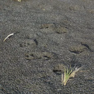 Channel Islands fox tracks, San Clemente Island, SBBG Research 2005