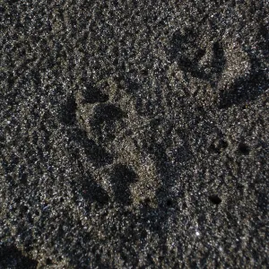 Channel Islands fox tracks, San Clemente Island, SBBG Research 2005