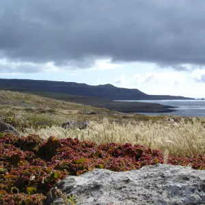 San Clemente Island, SBBG Research 2005